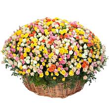 Премиум букет из: Розы #REPLACE_PRED# Каргалинской
